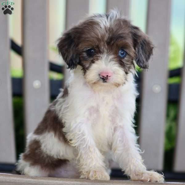 Wilbur, Cavapoo Puppy