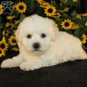 Applebud, Bichon Frise Puppy