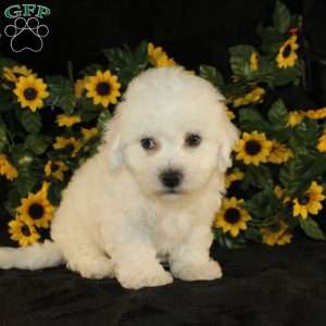 Abigail, Bichon Frise Puppy