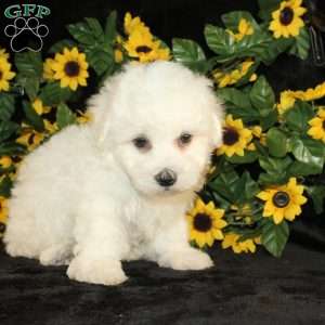 Archie, Bichon Frise Puppy