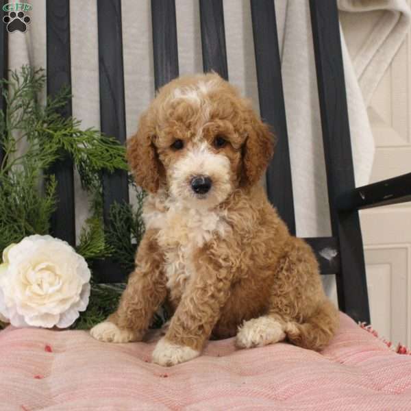 Rosie, Mini Goldendoodle Puppy