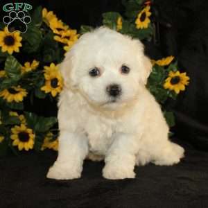 Applebud, Bichon Frise Puppy