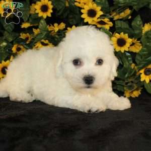 Abigail, Bichon Frise Puppy