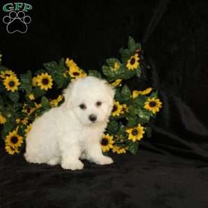 Archie, Bichon Frise Puppy