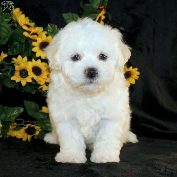 Applebud, Bichon Frise Puppy