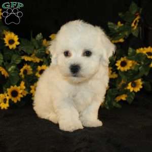 Abigail, Bichon Frise Puppy