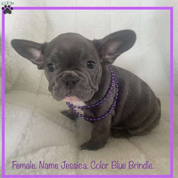 Jessica, French Bulldog Puppy