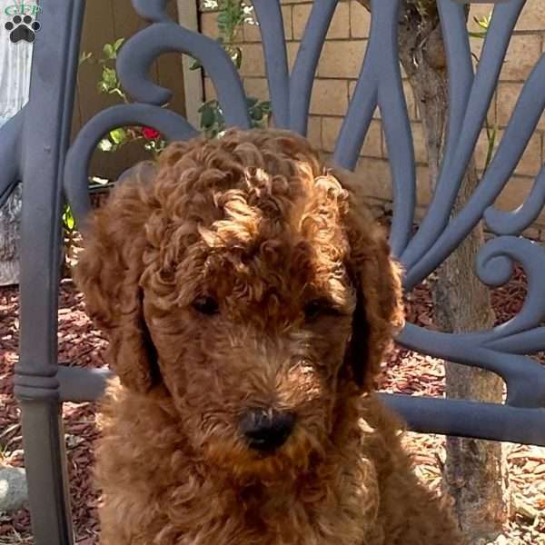 Pancho, Labradoodle Puppy