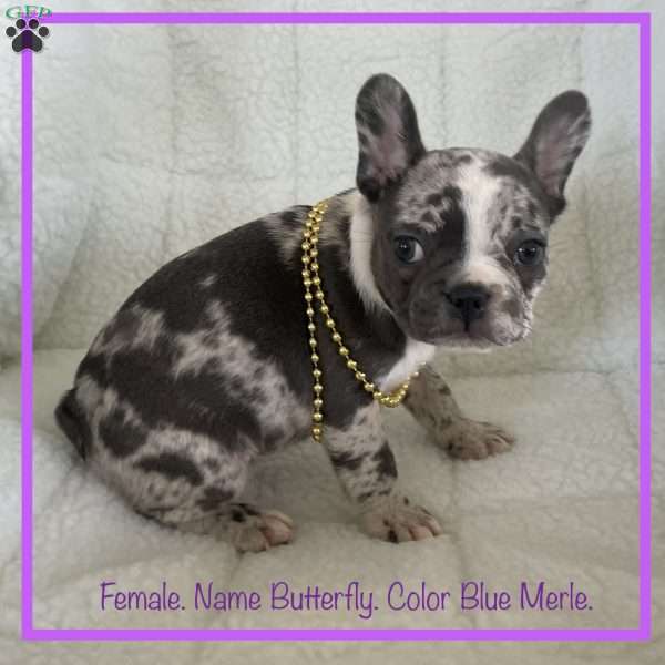 Butterfly, French Bulldog Puppy