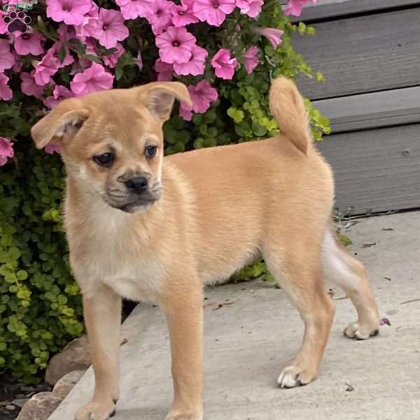 Amber, Pug Mix Puppy