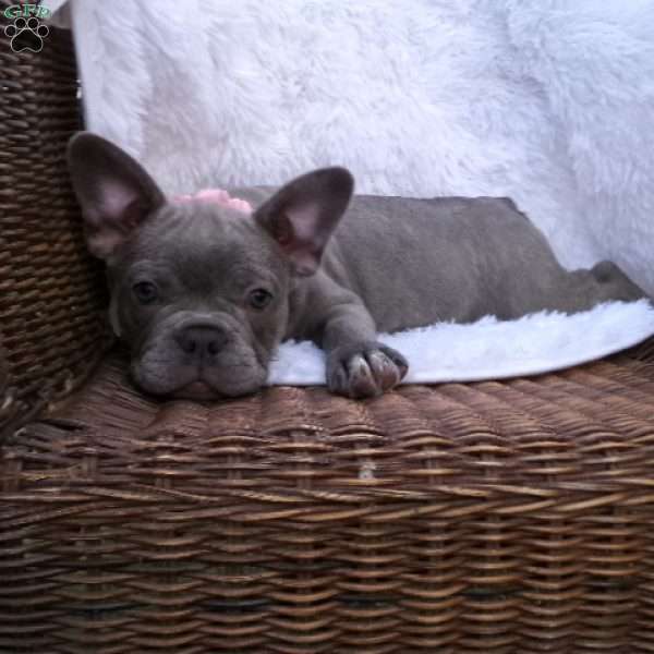 Ellie, Frenchton Puppy