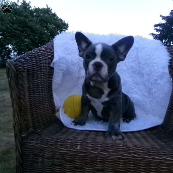 Russel, Frenchton Puppy