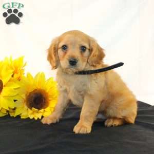 Zaine, Miniature Golden Retriever Puppy