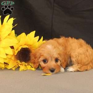 Kelly, Cavapoo Puppy