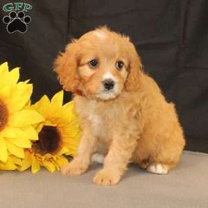 Karla, Cavapoo Puppy