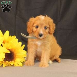 Kody, Cavapoo Puppy