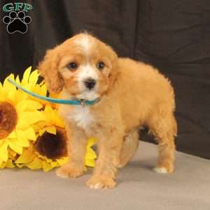 Kyle, Cavapoo Puppy