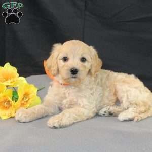 Dewdrop, Golden Cavadoodle Puppy