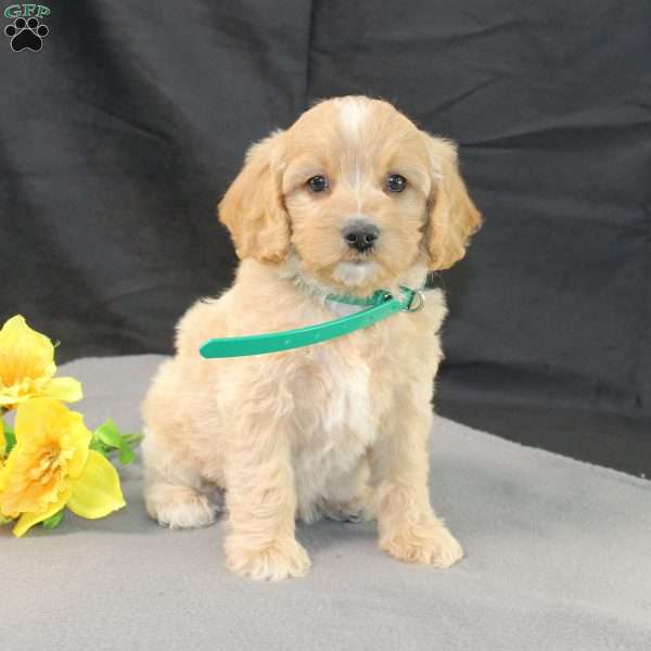 Dream, Golden Cavadoodle Puppy