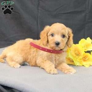 Dana, Golden Cavadoodle Puppy