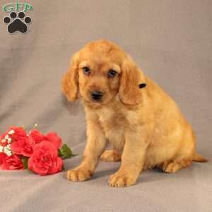 Nick, Miniature Golden Retriever Puppy