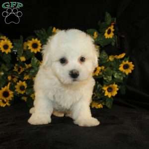 Archie, Bichon Frise Puppy