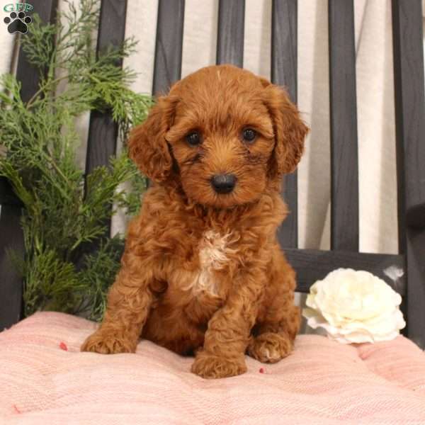 Rebecka, Mini Goldendoodle Puppy