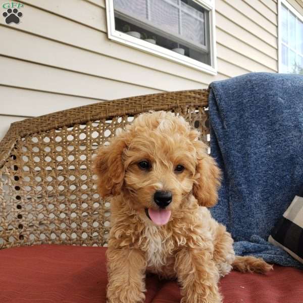 Reedo, Toy Poodle Mix Puppy