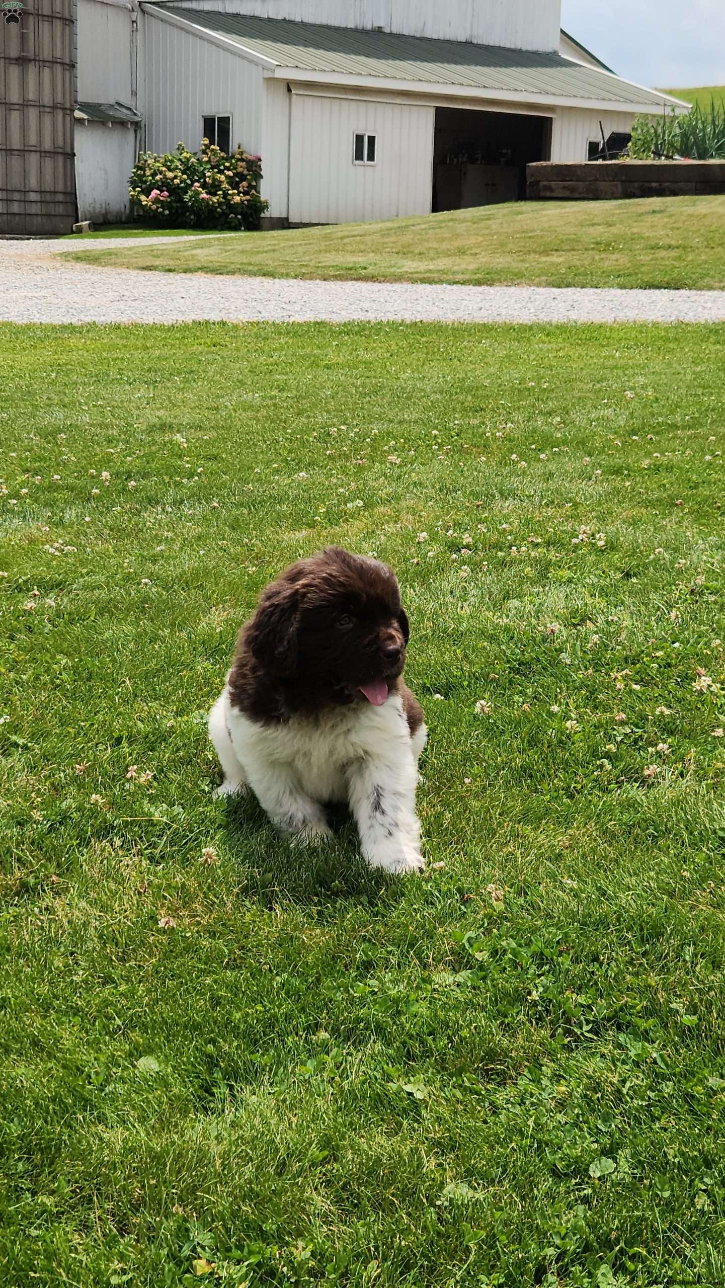 Jack - Newfoundland Puppy For Sale in Ohio