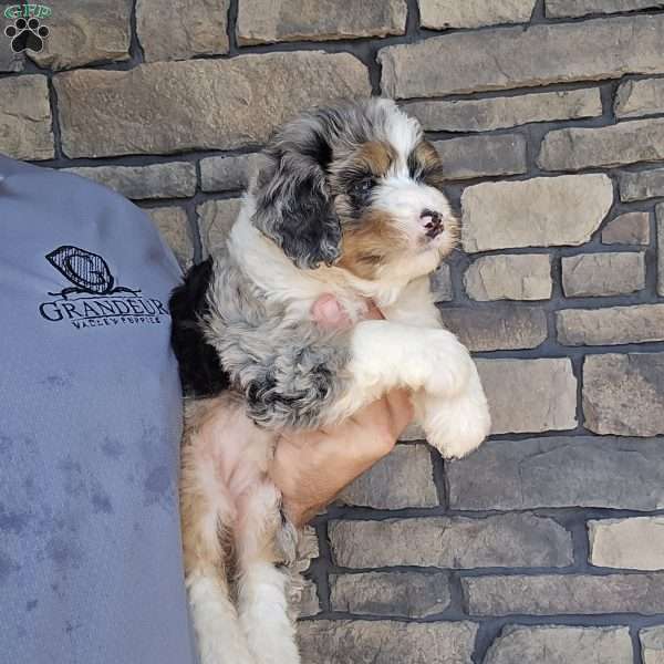 Jenny, Mini Bernedoodle Puppy