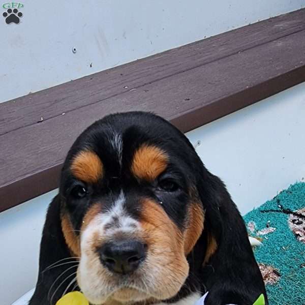 Oreo, Basset Hound Puppy