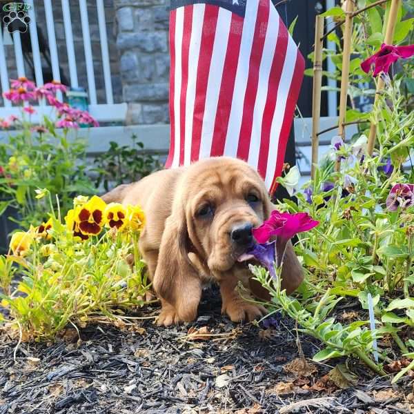 Tootsie, Basset Hound Puppy