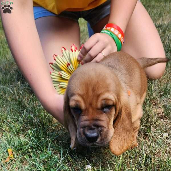 Baby scrap, Basset Hound Puppy