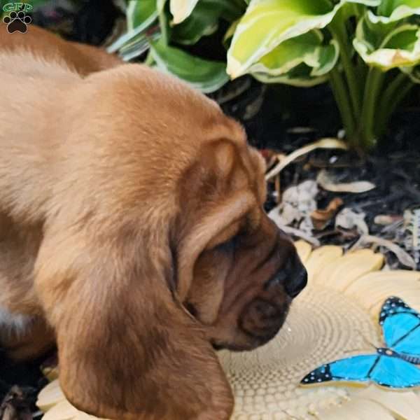 Fudge round, Basset Hound Puppy