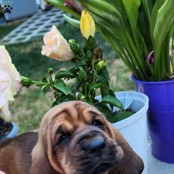 Grizzly, Basset Hound Puppy