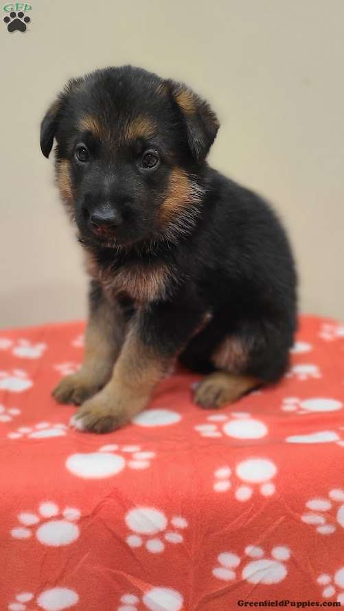 Orange - German Shepherd Puppy For Sale in Pennsylvania