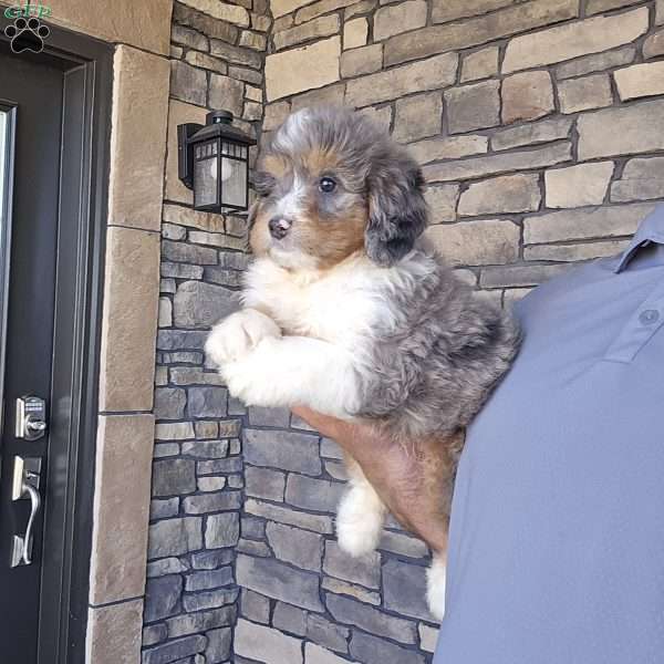 Jazz, Mini Bernedoodle Puppy