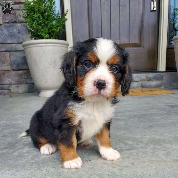 Bernie, Miniature Bernese Mountain Dog Puppy