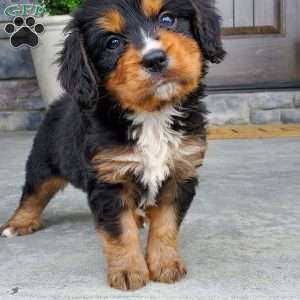 Charlie, Miniature Bernese Mountain Dog Puppy