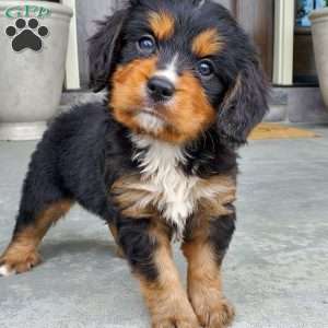 Charlie, Miniature Bernese Mountain Dog Puppy