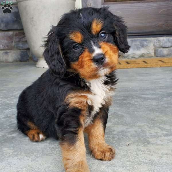 Charlie, Miniature Bernese Mountain Dog Puppy