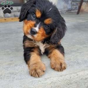 Charlie, Miniature Bernese Mountain Dog Puppy