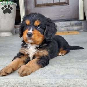 Charlie, Miniature Bernese Mountain Dog Puppy