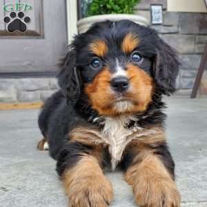 Charlie, Miniature Bernese Mountain Dog Puppy