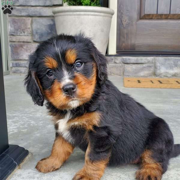 Gracie, Miniature Bernese Mountain Dog Puppy