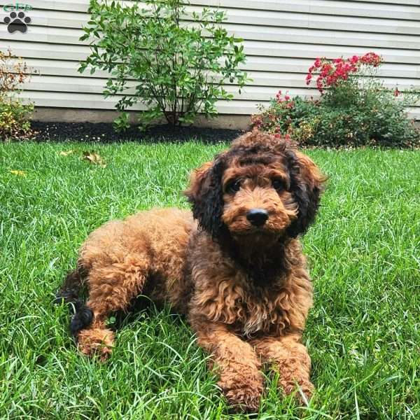 Archie, Cavapoo Puppy