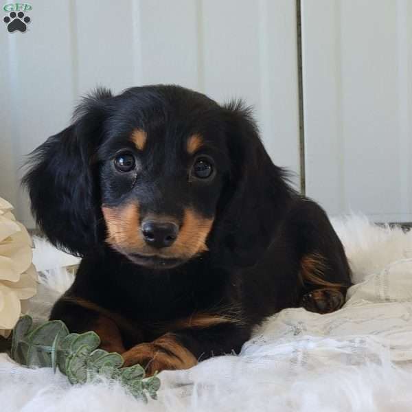 Stacey, Dachshund Puppy