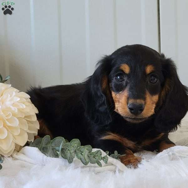 Sailor, Dachshund Puppy