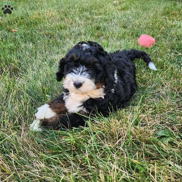 Dusty, Mini Bernedoodle Puppy