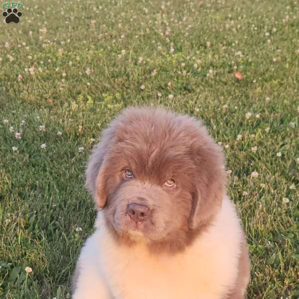 Julie, Newfoundland Puppy